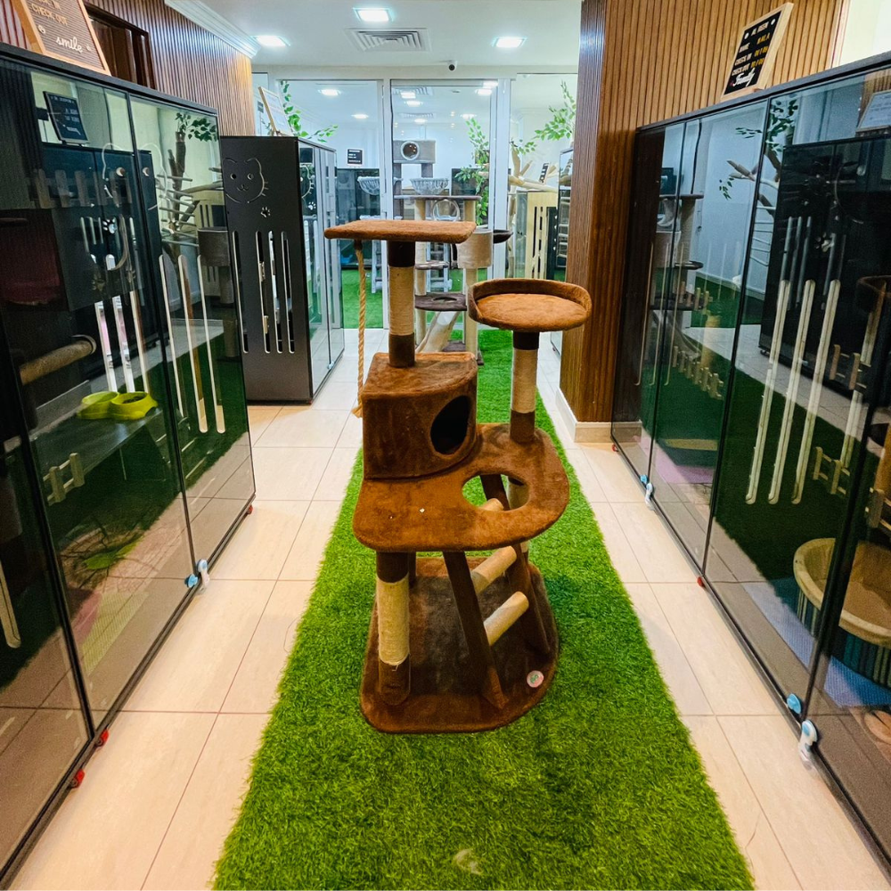 Cat Boarding Large House