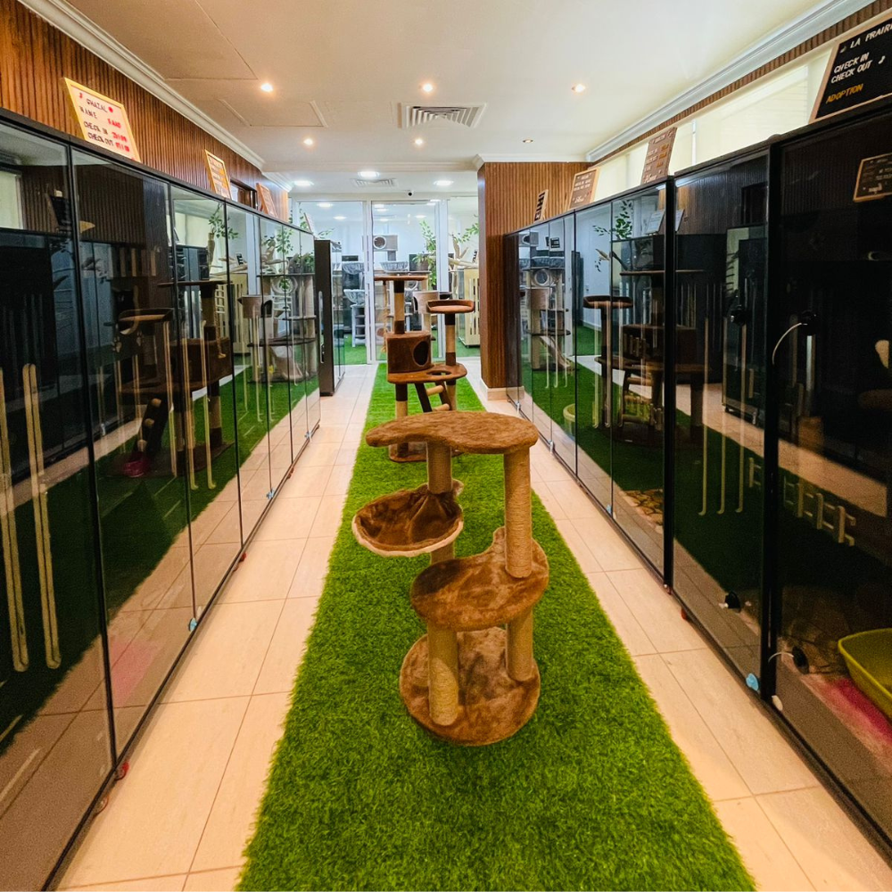 Cat Boarding Large House