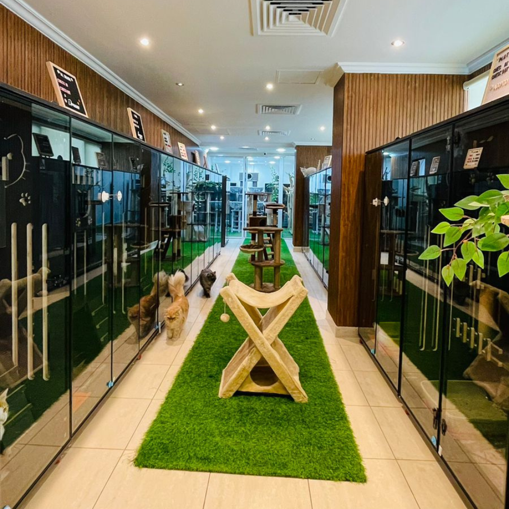 Cat Boarding Small House